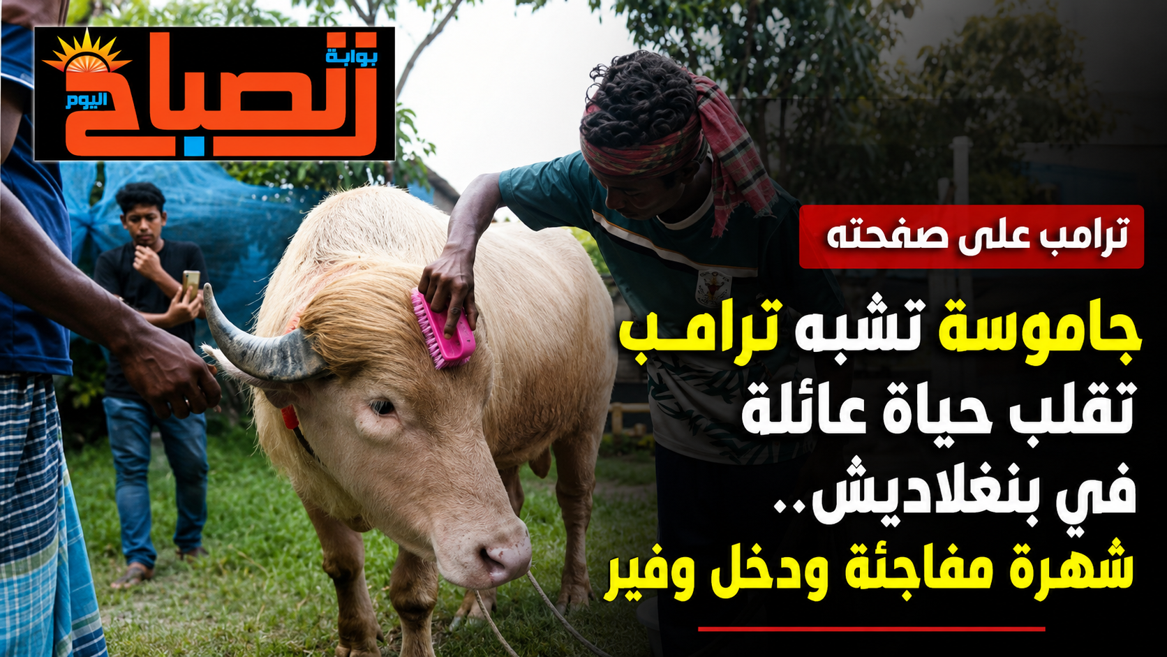 شعره أشقر ووزنه 700 كيلو.. قصة «عجل ترامب» الذي أنقذته الدولة من الدبح